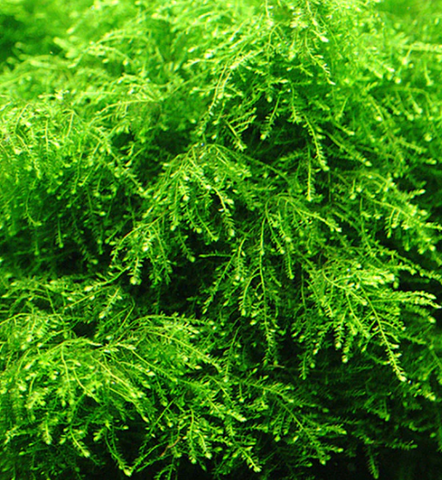 Aquatic Moss